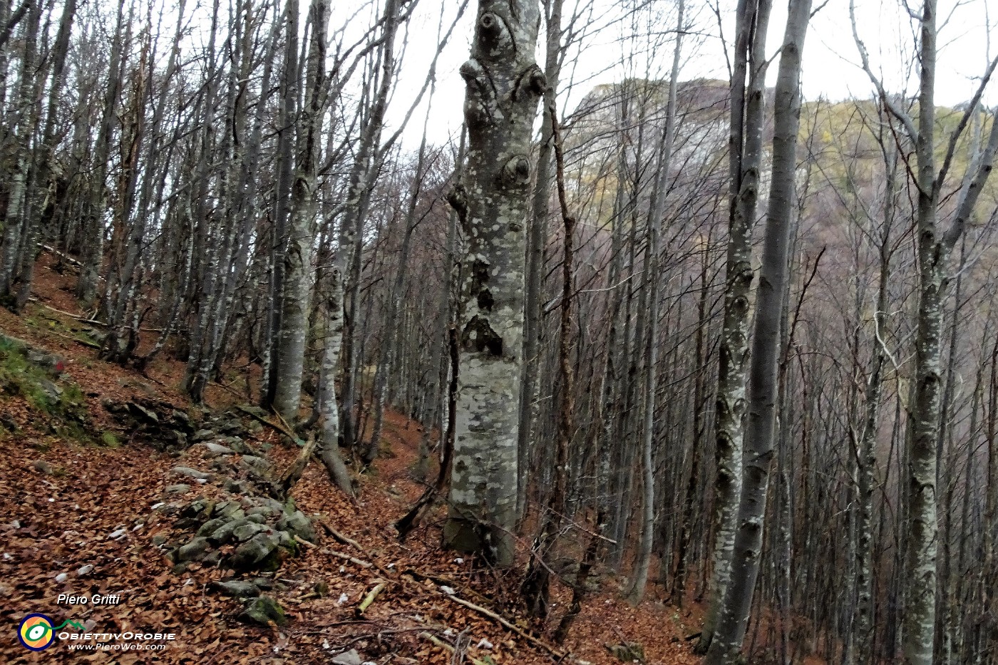 81 Rientro in faggeta alla sella tra Foldone e Sornadello  .JPG